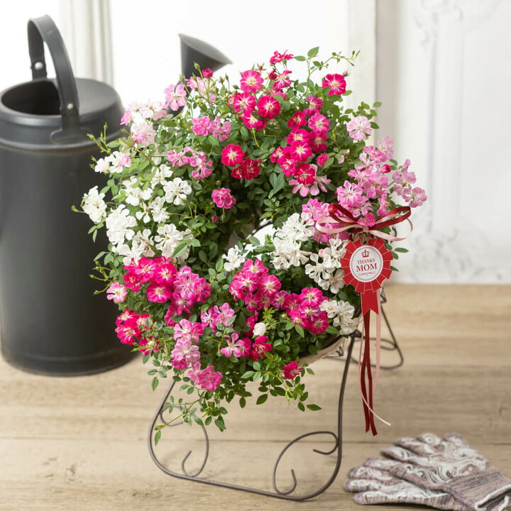 楽天市場 母の日 プレゼント 花 ギフト バラ Welcome Rose 鉢植え 送料無料 母想い 母の日ギフト 生花 花鉢 鉢花 サプライズ 感謝 予約 50代 60代 義母 継母 イイハナ ドットコム