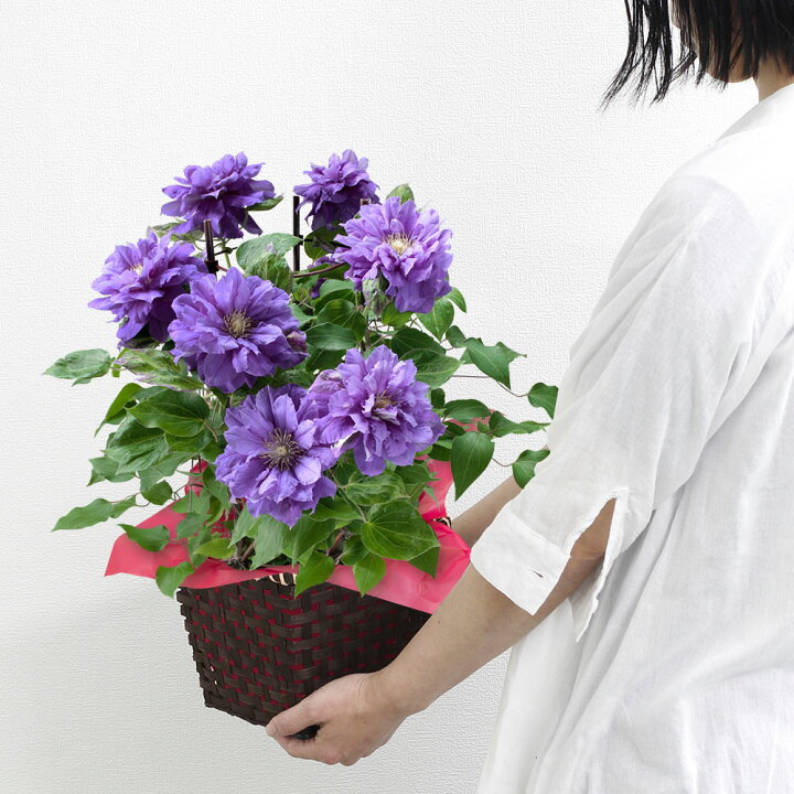 楽天市場 母の日 プレゼント 花 ギフト 鉢植え クレマチス キリテカナワ 6号鉢 送料無料 母想い 母の日ギフト 生花 花鉢 鉢花 サプライズ 感謝 日付指定可 予約 50代 60代 義母 継母 イイハナ ドットコム