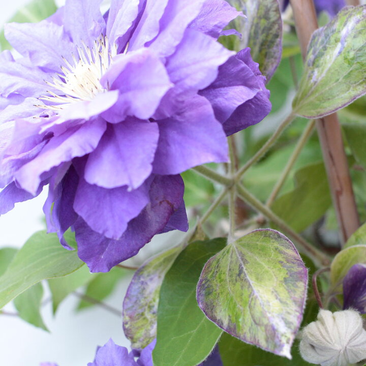 楽天市場 母の日 プレゼント 花 ギフト 鉢植え クレマチス キリテカナワ 6号鉢 送料無料 母想い 母の日ギフト 生花 花鉢 鉢花 サプライズ 感謝 日付指定可 予約 50代 60代 義母 継母 イイハナ ドットコム