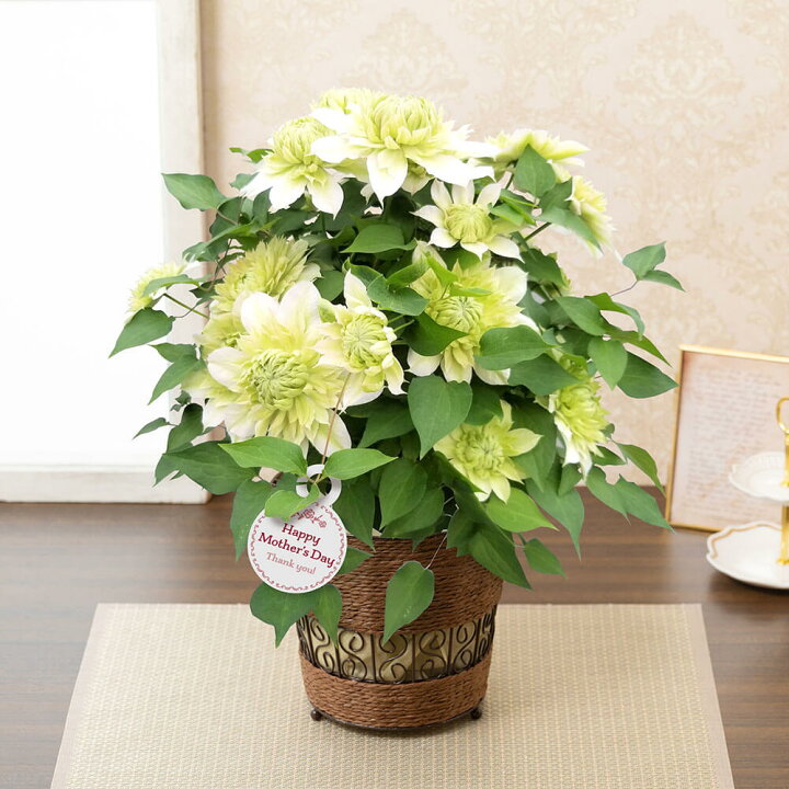 楽天市場 母の日 プレゼント 花 ギフト 鉢植え クレマチス 花園 5号鉢 送料無料 母想い 母の日ギフト 生花 花鉢 鉢花 サプライズ 感謝 日付指定可 予約 50代 60代 義母 継母 イイハナ ドットコム