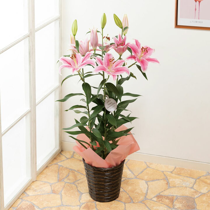 楽天市場 まだ間に合う 母の日 プレゼント 花 ギフト 鉢植え オリエンタルリリー ソルボンヌ 甘い香りに包まれて ユリ 6号鉢鉢 送料無料 母想い 母の日ギフト 生花 花鉢 鉢花 サプライズ 感謝 日付指定可 予約 50代 60代 義母 継母 イイハナ ドットコム