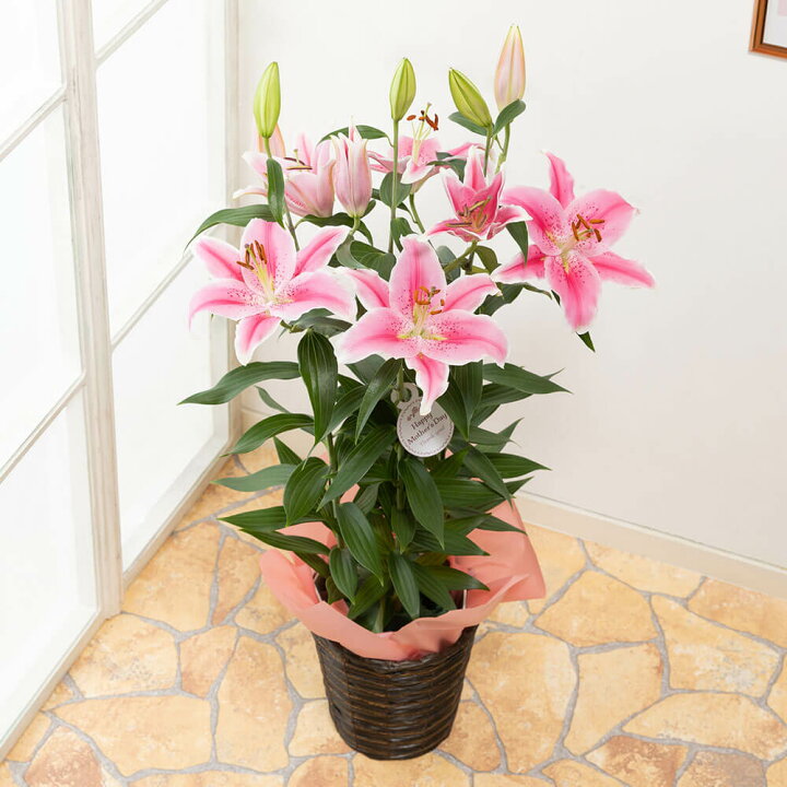 楽天市場 まだ間に合う 母の日 プレゼント 花 ギフト 鉢植え オリエンタルリリー ソルボンヌ 甘い香りに包まれて ユリ 6号鉢鉢 送料無料 母想い 母の日ギフト 生花 花鉢 鉢花 サプライズ 感謝 日付指定可 予約 50代 60代 義母 継母 イイハナ ドットコム