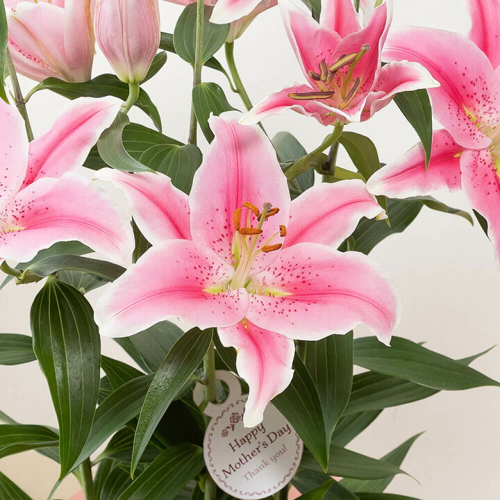 楽天市場 まだ間に合う 母の日 プレゼント 花 ギフト 鉢植え オリエンタルリリー ソルボンヌ 甘い香りに包まれて ユリ 6号鉢鉢 送料無料 母想い 母の日ギフト 生花 花鉢 鉢花 サプライズ 感謝 日付指定可 予約 50代 60代 義母 継母 イイハナ ドットコム