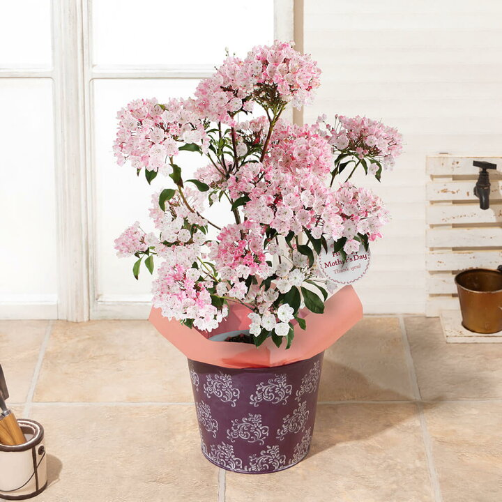 楽天市場 母の日 プレゼント 花 ギフト 鉢植え カルミア 6号鉢 送料無料 母想い 母の日ギフト 生花 花鉢 鉢花 サプライズ 感謝 日付指定可 予約 50代 60代 義母 継母 イイハナ ドットコム