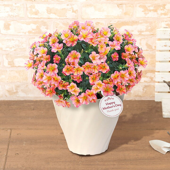 楽天市場 まだ間に合う 母の日 プレゼント 花 ギフト 鉢植え スーパーベル R リッチサンライズ 6号鉢 母想い 母の日ギフト 生花 花鉢 鉢花 サプライズ 感謝 日付指定可 予約 50代 60代 義母 継母 イイハナ ドットコム