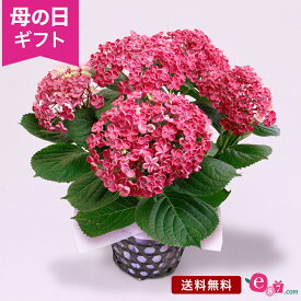 母の日 あじさい アジサイ 鉢植え 花 プレゼント ギフト 「お多福紫陽花 華あられ」 5号鉢 ラッピング 希少品種 和風 かわいい 庭 玄関 屋外 フラワー ギフト 鉢 鉢花 花鉢 2024 母の日カード付き