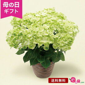 母の日 あじさい アジサイ 鉢植え 花 プレゼント ギフト 花鉢 「グリーンラテ」 5号鉢 ラッピング ガーデニング 緑 かわいい おしゃれ 庭 玄関 屋外 フラワー ギフト 鉢 鉢花 2024 母の日カード付き 紫陽花