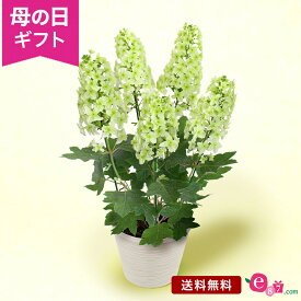 母の日 紫陽花 あじさい 鉢植え 花 プレゼント ギフト 「プレミアムアジサイ かしわ葉アジサイ」 5号鉢 ラッピング ガーデニング 緑 爽やか 八重咲き おしゃれ グラデーション 庭 玄関 屋外 フラワー ギフト 鉢 鉢花 花鉢 2024 母の日カード付き