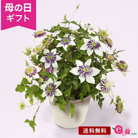 母の日 クレマチス 鉢植え 花 プレゼント ギフト 花鉢 「プレミアムクレマチス ビエネッタ〜6号〜」 6号鉢 ラッピング 白 紫 グリーン コントラスト ボリューム感 豪華 庭 地植え フラワー ギフト 鉢 鉢花 花鉢 2024 母の日カード付き