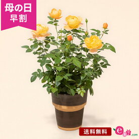 ＼早割4/1 10時まで！／ 母の日 バラ 鉢植え 花 プレゼント ギフト 「ミニバラ ジューシーテラッツァ」 5号鉢 ガーデニング オレンジ色 カップ咲き かわいい 庭 玄関 屋外 フラワー ギフト 鉢 鉢花 花鉢 2024 ティーの香り