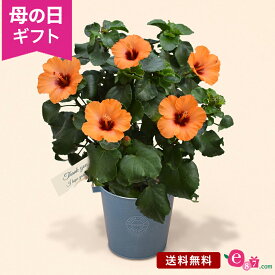 母の日 花 ハイビスカス 鉢植え プレゼント ギフト 花鉢 「プチオレンジ」 5号鉢 ラッピング ガーデニング オレンジ色 鮮やか かわいい 長く楽しめる 庭 玄関 屋外 フラワー ギフト 鉢 鉢花 2024 母の日カード付き