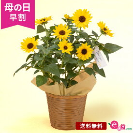 ＼早割4/1 10時まで！／ 母の日 ヒマワリ ひまわり 鉢植え 花 プレゼント ギフト 「1000輪咲きヒマワリ ソルシーカー」 5号鉢 ガーデニング 黄色 コンパクト 元気 かわいい 夏 秋 長く楽しめる フラワー ギフト 鉢 鉢花 花鉢 2024