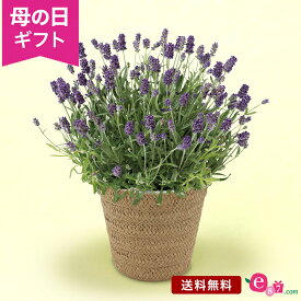 母の日 ラベンダー 鉢植え 花 プレゼント ギフト 「癒しの天然アロマ アロマティコ(R)」 5号鉢 ラッピング ガーデニング 希少品種 香り 春 夏 秋 二季咲き 庭 玄関 屋外 フラワー ギフト 鉢 鉢花 花鉢 2024 母の日カード付き