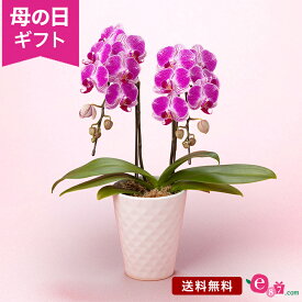 母の日 胡蝶蘭 2本立ち テーブルサイズ 鉢植え 花 プレゼント ギフト 室内 花鉢 「紫彩（しあ）」 紫 豪華 高級感 コンパクト かわいい おしゃれ 記念 玄関 窓辺 リビング テーブル 屋内 フラワー ギフト 鉢 鉢花 2024 母の日カード付き