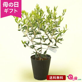 母の日 花 鉢植え 観葉植物 プレゼント ギフト 「平和のシンボルツリー オリーブ」 ひなかぜ 6号鉢 育てる インテリア おしゃれ 平和 癒し 爽やか 初めての母の日 庭 玄関 屋外 フラワー ギフト 鉢 鉢花 花鉢 2024 母の日カード付き