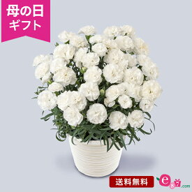 母の日 お供え 花 カーネーション 鉢植え プレゼント ギフト 「お母さんを偲ぶ白いカーネーション」 5号鉢 お悔やみ 供花 お供え花 仏花 喪中見舞い 仏壇 お墓参り 法事 ドゥルカル 2024 母の日カード付き