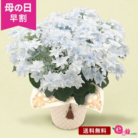 ＼早割4/1 10時まで！／ 母の日 紫陽花 あじさい アジサイ 鉢植え 花 プレゼント ギフト 「泉鳥（いずみどり）」 5号鉢 新作 ライトブルー 水色 初夏 かわいい ガクアジサイ グラデーション 八重咲き フラワー ギフト 鉢 鉢花 花鉢 2024