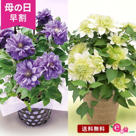 ＼早割4/1 10時まで！／ 母の日 クレマチス 鉢植え 花 プレゼント ギフト 「キリテカナワ／花園」 5号鉢 ラッピング ガーデニング 紫 青 緑 グリーン 上品 爽やか 庭 玄関 屋外 フラワー ギフト 鉢 鉢花 花鉢 2024 母の日カード付き