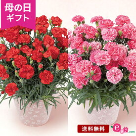 母の日 カーネーション 鉢植え 花 色が選べる プレゼント ギフト 花鉢 「グランルージュ／クレア」 5号鉢 ラッピング 定番 人気 赤 ピンク かわいい 鮮やか 庭 玄関 屋外 フラワー ギフト 鉢 鉢花 花鉢 2024 母の日カード付き 30代 40代 50代 送料無料 いいはな