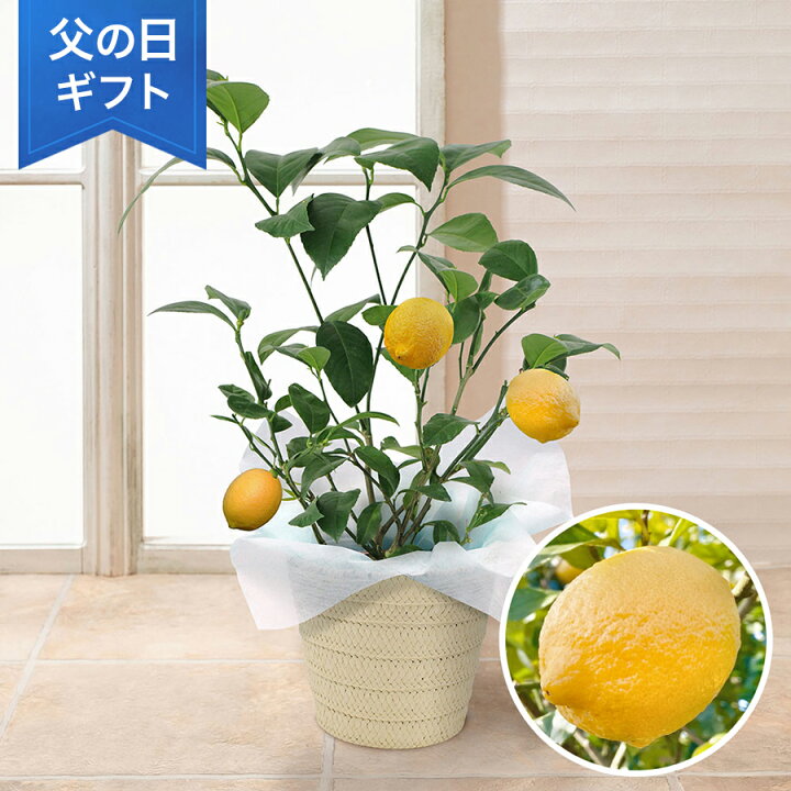 楽天市場】父の日 レモン 鉢植え 花 「おうち果樹園レモン」 5号 