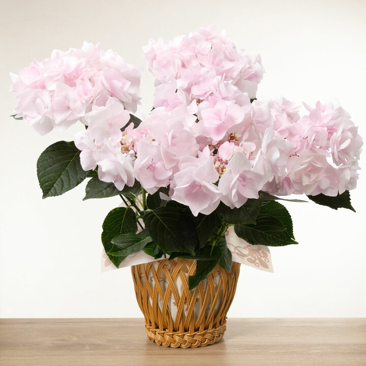 楽天市場】＼早割／ 母の日 あじさい アジサイ 紫陽花 鉢植え 花 