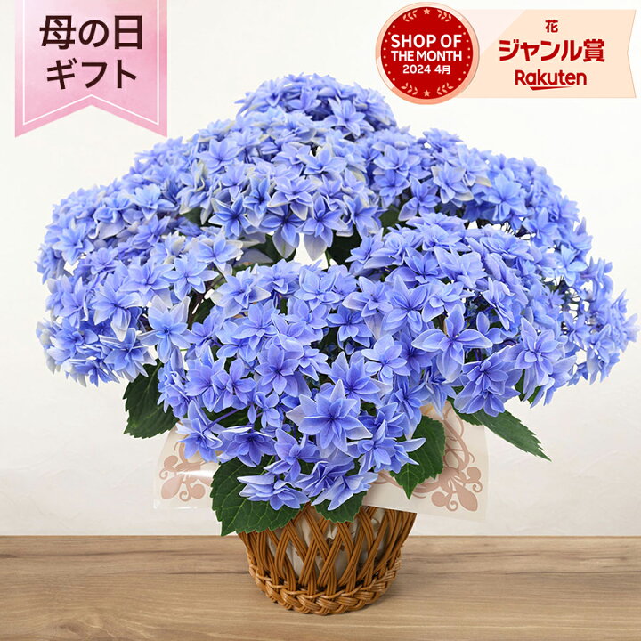 楽天市場】母の日 あじさい アジサイ 紫陽花 鉢植え 花 「アジサイ 