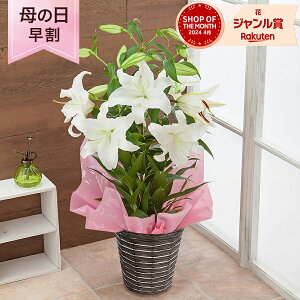 母の日 カサブランカの人気商品・通販・価格比較 - 価格.com