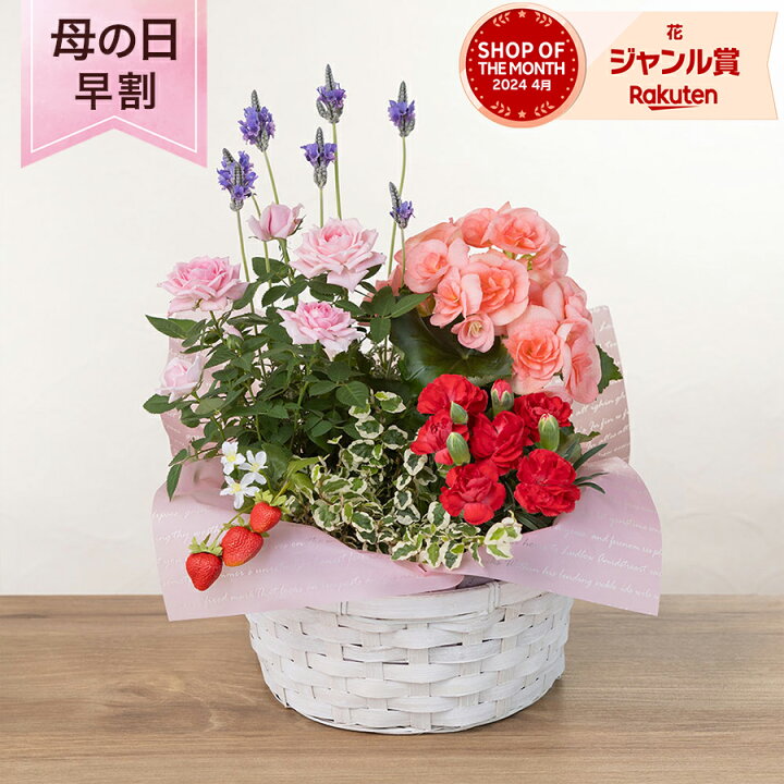 楽天市場】＼早割／ 母の日 カーネーション 寄せ植え 鉢植え 花 