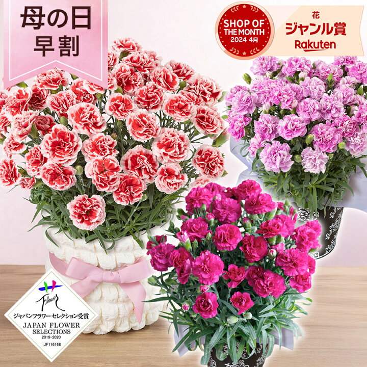 楽天市場】＼早割／ 母の日 カーネーション 鉢植え 花  