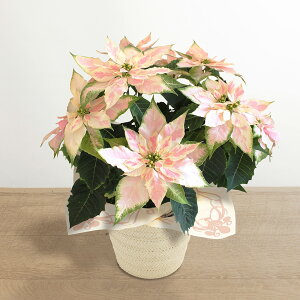 NX}X A  |CZ`A Mtg v[gIׂ5u|CZ`A}EX/vZ`A[U/vZ`A[}[u/vZ`A[W/vZ`A~bNXv a