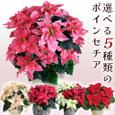 クリスマス 鉢植え 花 ポインセチア ギフト プレゼント選べる5種「プリンセチアローザ/プリンセチアロゼマーブル/プリンセチアルージュ/ポインセチアマウス/プリンセチアミックス」 誕生日 記念日 お祝い 可愛い 赤 ピンク フラワー 鉢 鉢花 花鉢 冬の花