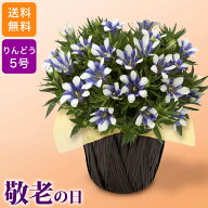 リンドウ 鉢植え 花 敬老の日 鉢植え「長寿を願うりんどう 白寿」 5号 ラッピングシート ギフト プレゼン…
