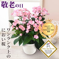 敬老の日 鉢植え 花 ギフト 花鉢 「天然アロマの贈り物 におい桜 ココ」 桜 プレゼント 鉢花 5号鉢 香り …