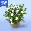 父の日 クチナシ 鉢植え 花 「癒しの天然アロマガーデニア（クチナシ）」 ギフト プレゼント 上品 八重咲き 和風_ 庭 玄関 屋外 フラワー 鉢 鉢花 花鉢 父の日 お父さん サプライズ 50代 60代 70代 80代 義父 祖父 送料無料