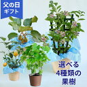 父の日 選べる4種類 おうち果樹園 「ブルーベリー/ レモン / デラウェア / キウイ」鉢 鉢植え ギフト プレゼント 家庭…