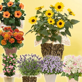 期間限定価格 母の日 鉢植え 花 ガーデニング ビビット 元気 プレゼント 選べる7種 ヒマワリ ソルシーカー サンパラソル ラベンダー ブーゲンビリア スーパーチュニア ハイビスカス マリーゴールド イエロー 紫 オレンジ 育てる 庭 玄関 屋外 フラワー 鉢 鉢花 花鉢 珍しい