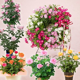 期間限定価格 母の日 バラ ローズ 鉢植え 花 選べる6種 ギフト プレゼント 赤 白 ピンク 華やか かわいい 四季咲き 3色 庭 玄関 屋外 ガーデニング フラワー 鉢 鉢花 花鉢 母の日カード付き サプライズ 40代 50代 60代 70代 80代 義母 送料無料 2025