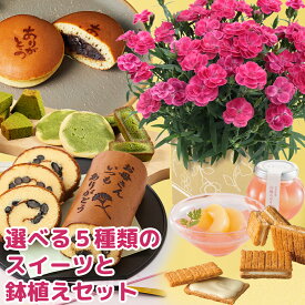 期間限定価格 母の日 鉢植え カーネーション 4号 セット 選べるスイーツ5種 フラワー 鉢 鉢花 花鉢 お菓子 洋菓子 和菓子 スイーツ ゼリー 黒豆ロール ロールケーキ 抹茶スイーツ バターサンド どら焼き どらやき 母 プレゼント ギフト