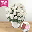 期間限定価格 母の日 カーネーション お供え 鉢植え 花 「お母さんを偲ぶ白いカーネーション」お線香付き 5号 母の日参り お悔やみ 供花 お供え花 仏花 喪中見舞い 仏壇 お墓参り 法事 ドゥルカル 仏壇 お墓参り フラワー 鉢 鉢花 花鉢