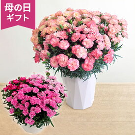期間限定価格 母の日 カーネーション 鉢植え 花 7号 ギフト プレゼント 人気 数量限定 複色 3種類 パステルカラー かわいい ボリューム感 ピンク 庭 玄関 屋外 フラワー 鉢 鉢花 花鉢 母の日カード付き「プレミアムカーネーション パステルミックス/スイーツミックス」