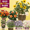 期間限定価格 母の日 鉢植え 花 ガーデニング ビビット 元気 プレゼント 選べる7種 ヒマワリ ソルシーカー サンパラソル ラベンダー ブーゲンビリア スーパーチュニア ハイビスカス マリーゴールド イエロー 紫 オレンジ 育てる 庭 玄関 屋外 フラワー 鉢 鉢花 花鉢 珍しい