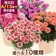 【早割】 母の日 カーネーション 鉢植え 選べる10種 花 5号 ラッピング ギフト プレゼント ピンク 花持ち…