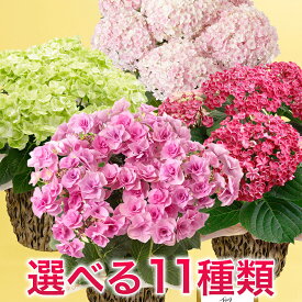 期間限定価格 母の日 あじさい アジサイ 紫陽花 選べる11種 鉢植え 花 ギフト プレゼント 定番 高品質 かわいい 玄関 屋外 フラワー 鉢 鉢花 花鉢 母の日カード付き 5号 4号 サプライズ ピンク 青 緑 白 送料無料 2026 母親 母