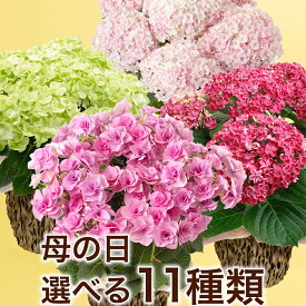 期間限定価格 母の日 あじさい アジサイ 紫陽花 選べる11種 鉢植え 花 ギフト プレゼント 定番 高品質 かわいい 玄関 屋外 フラワー 鉢 鉢花 花鉢 母の日カード付き 5号 4号 サプライズ ピンク 青 緑 白 送料無料 2026 母親 母