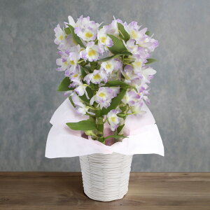  A ԔufhrE Z/t̍~j/~jӒ/t`[bvv t[Mtg v[g 蕨 VN 2026 N t  