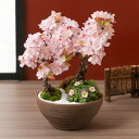 盆栽「春の訪れ 和み桜」