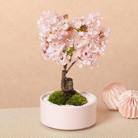すべての美しい花の画像 最新のhd桜の 盆栽 値段