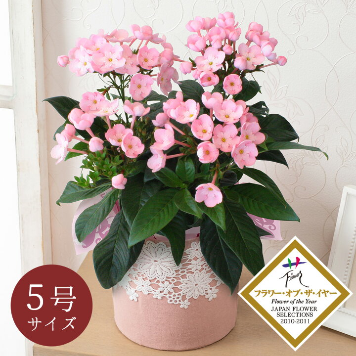 楽天市場 鉢植え におい桜 ココ ワンランク上の上質ギフト インテリア フラワー ギフト 花 プレゼント お祝い 記念 贈り物 サプライズ 誕生日 結婚祝い 結婚記念日 開店祝い 新築祝い 還暦祝い 退職祝い おしゃれ 鉢花 定年 送別会 花鉢 5号 秋 冬 女性 母 祖母 女