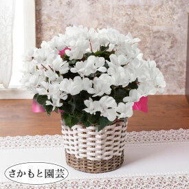 楽天市場 冬 鉢植え 花の通販