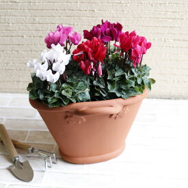 楽天市場 ガーデンシクラメン 寄せ植えの通販